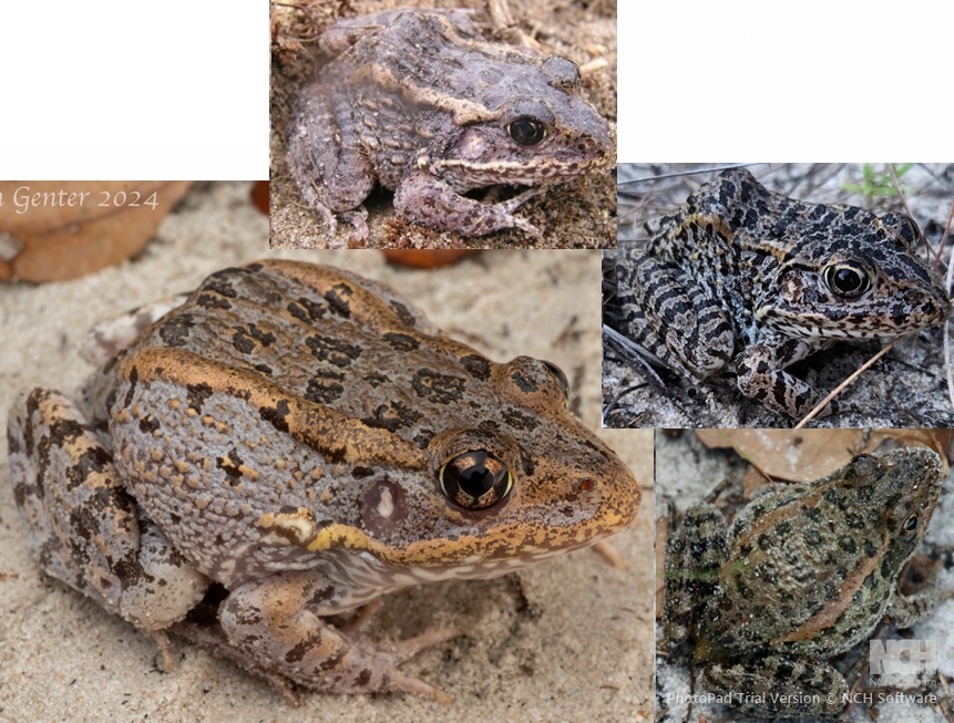 <p>Gopher Frog, granular skin, broad obscure dorsolateral folds, wide blunt head, stubby, spotted belly</p>