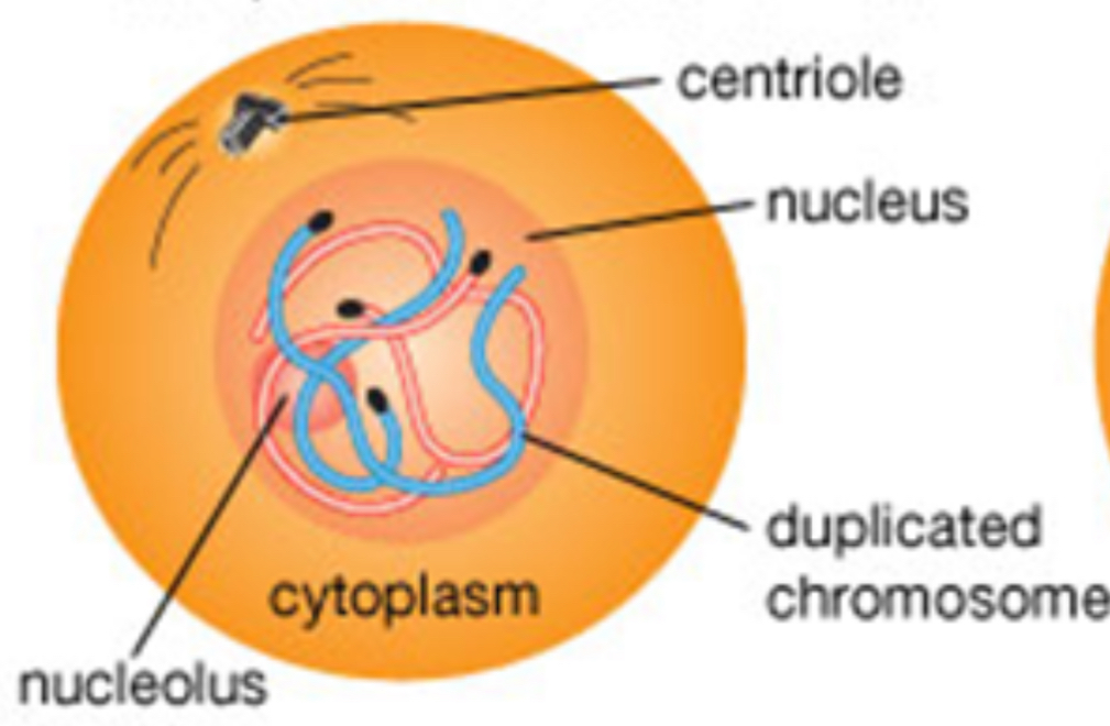 <p>Before mitosis</p>