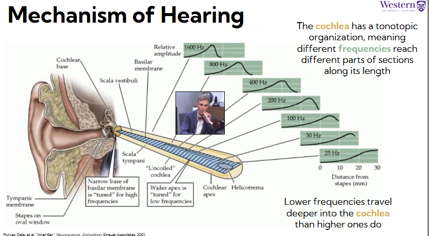<ul><li><p><span style="background-color: transparent;"><span>The cochlea has a tonotopic organization, meaning different frequencies reach different parts of sections along its length</span></span></p></li><li><p><span style="background-color: transparent;"><span>Lower frequencies travel deeper into the cochlea than higher ones do</span></span></p></li><li><p><span style="background-color: transparent;"><span>Higher frequencies hit endolymph earlier (have shorter sound waves)</span></span></p></li></ul><p></p>