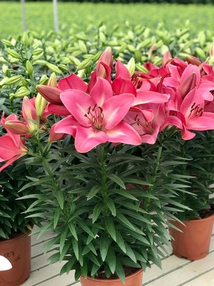 <p>bulb; woodland and oggy not heat tolerant; cut flower;</p><p>leaves: alternate dicusid; drawn out tip; spotted stem; "succulent"; upright non branching;; parallel veination</p><p>bloom: opposite; 3 petal 3 sepal; flowers terminally</p>