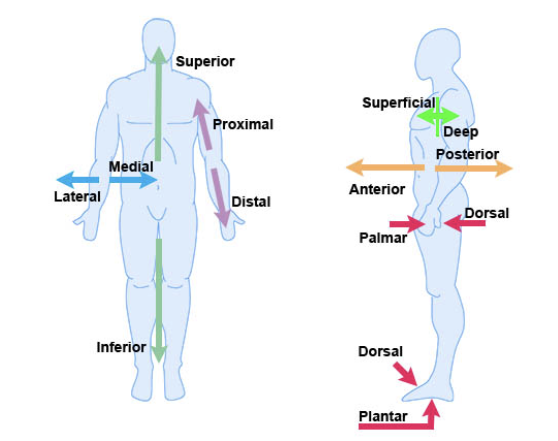 <p>above a part</p><ul><li><p>ex: the nose is superior to the mouth</p></li></ul><p></p>