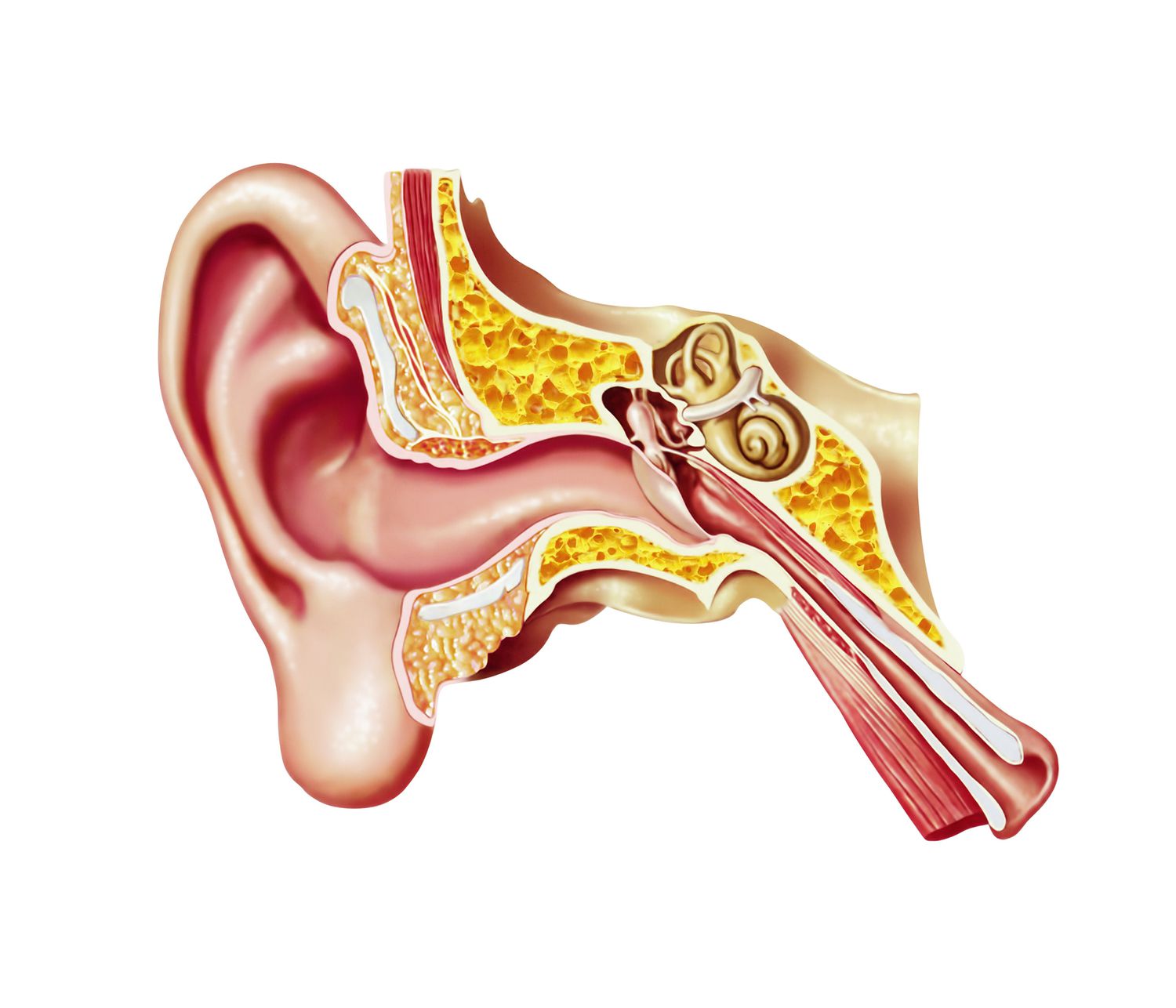 <p>helps hearing, balance, detecting and transferring auditory signals to brain</p><ul><li><p>vestibular, tympanic canals (perilymph fluid)</p></li><li><p>cochlear duct (endolymph fluid)</p></li><li><p>organ/tunnel of corti</p></li><li><p>basilar membrane</p></li><li><p>cochlea</p></li><li><p>hair cells (stereocilia)</p></li><li><p>auditory nerve fibres</p></li></ul><p></p>