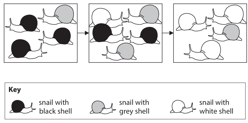 <p>Use the information in the drawings to explain the process of natural selection (5)</p>