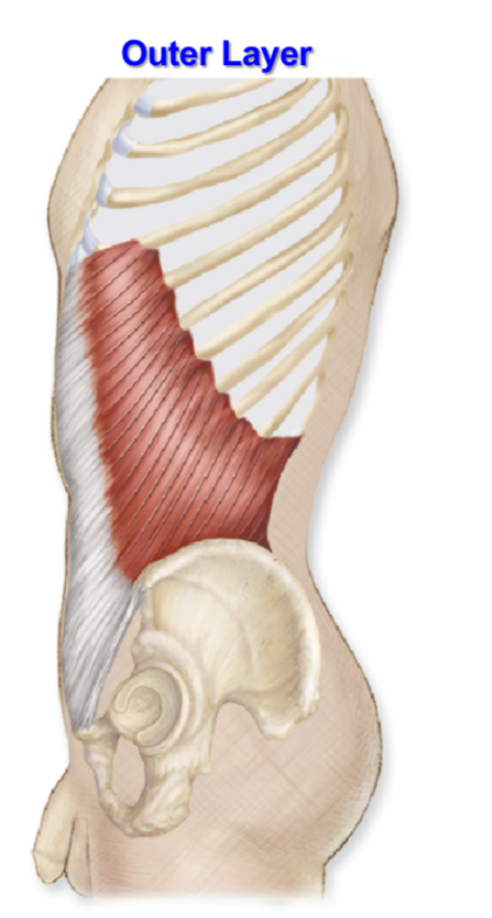 <p>External Abdominal Oblique </p>