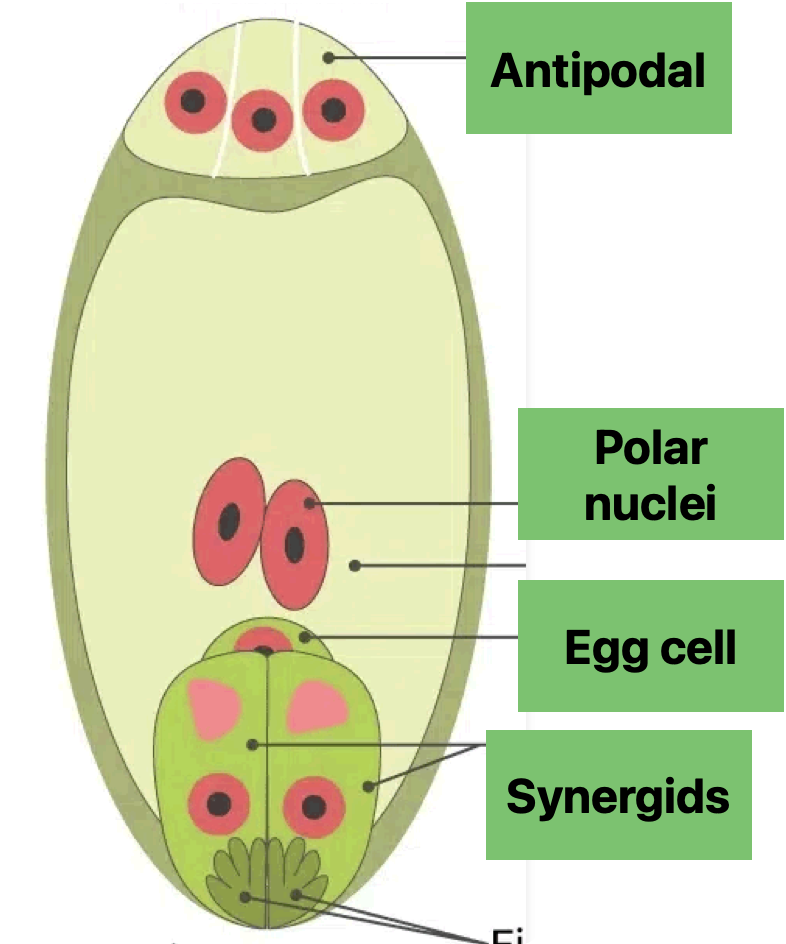 <p>What do the 8 nuclei become in the female embyro sac </p>