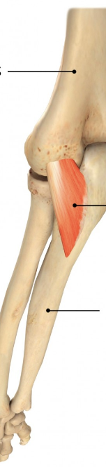 <p>identify + state origin, insertion, action, innervation of marked structure</p>