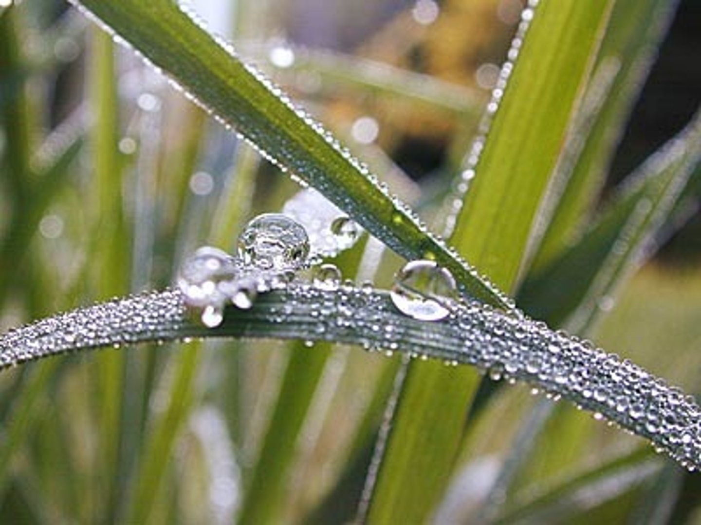 <p>The child and Their interests, inquiry, investigation<br>instruction: Teacher/Student partnership, student-focused<br>curriculum: Experiences, experiments, activities<br>teacher: guide, facilitator<br>student: questioner, explorer</p>
