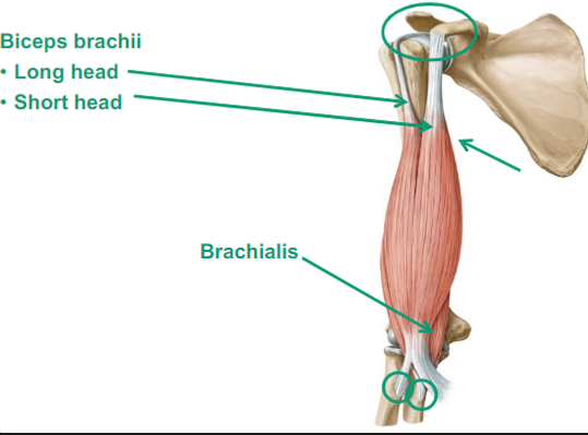 <ul><li><p>Long head</p></li><li><p>Short head</p></li><li><p>Brachialis</p><ul><li><p>(goes from your humerus to your ulna)</p></li><li><p>causes elbow flexion</p></li></ul></li></ul>