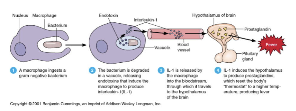 <ul><li><p>Endotoxins are part of cell wall of gram neg bacteria</p></li><li><p>Causes pyrogenic response and septic (or endotoxic shock)</p></li></ul><p></p>