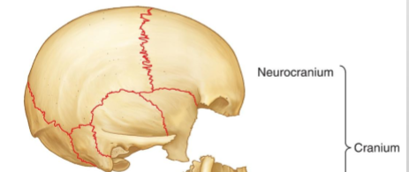 <p>It houses the brain </p><p>1. Occipital 2. Sphenoid 3. Frontal 4. Parietal 5. Temporal 6. Ethmoid</p>