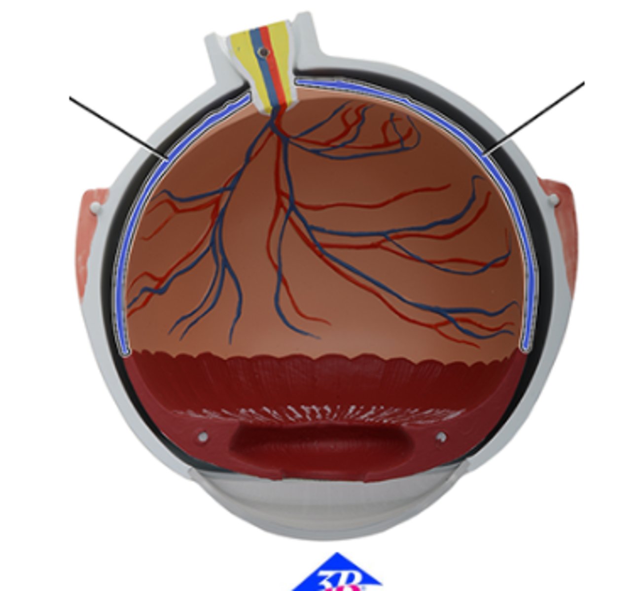 <p>Which structure is highlighted and indicated by the leader line?</p><p>a. Optic nerve (CN II)</p><p>b. Central vein of retina</p><p>c. Optic disc</p><p>d. Central artery of retina</p><p>e. Retina</p><p>f. Choroid</p>