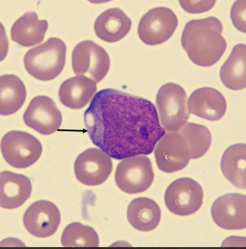 <p>What is this?</p>