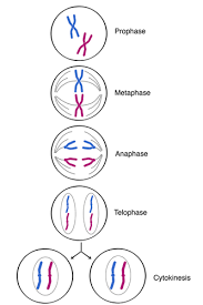 <p><span><strong>the reproduction of one's own cells, or two different cells reproducing.</strong></span></p>
