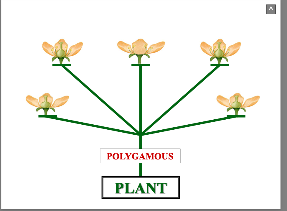 <p>a polygamous plant has … and …. flowers on 1 plant</p>