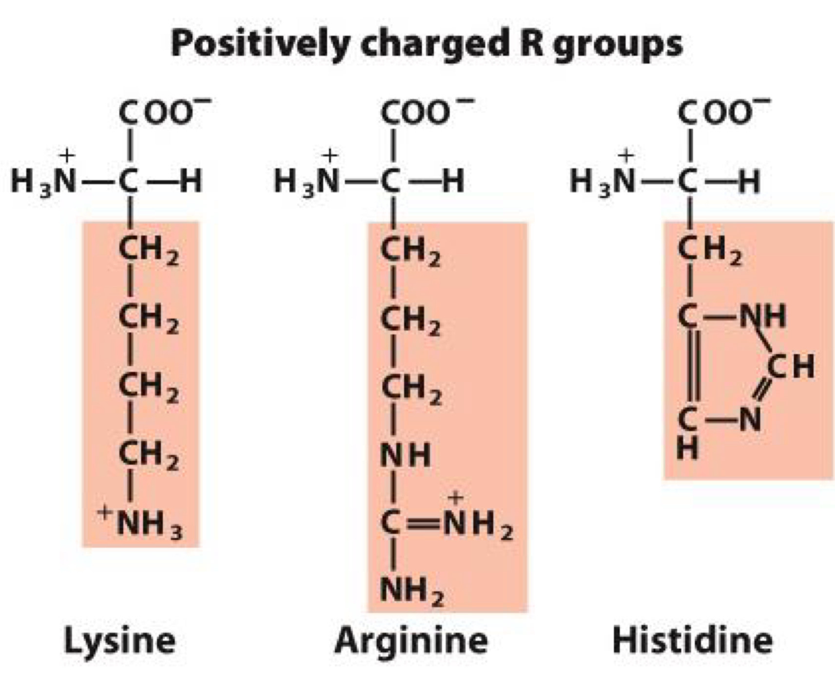 <p><span>Positive charge makes them hydrophilic</span></p><p><span>Lysine, Arginine, Histidine</span></p><p><span>Histidine: serves as proton donor or acceptor in many enzymes</span></p>