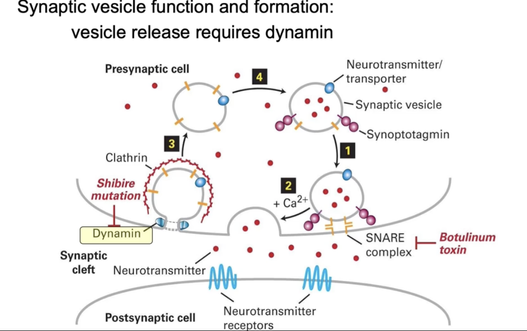 <ul><li><p>Studied using <em>Drosophila melanogaster</em> (fruit fly)</p></li><li><p>Focus: <strong>Vesicles formed during endocytosis</strong> in presynaptic neurons</p></li><li><p><strong>Dynamin</strong> helps form vesicles at the <strong>cell membrane</strong></p></li><li><p>These vesicles carry <strong>neurotransmitters</strong> from cytosol</p></li><li><p>Vesicles <strong>fuse with membrane</strong> to release neurotransmitters via <strong>exocytosis</strong></p></li><li><p>Neurotransmitters bind to <strong>receptors on post-synaptic cells</strong> to send signals</p></li><li><p>The <strong>shibire gene</strong> in flies makes the <strong>dynamin</strong> protein</p></li></ul><p></p>