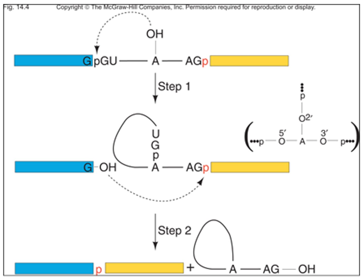 <p>They are transesterification reactions because of the movement of the OH group (alcohol group) and result in the movement of the phosphodiester bonds that occur between the bases' sugars and the phosphate group in order to create a complete RNA strand.</p>