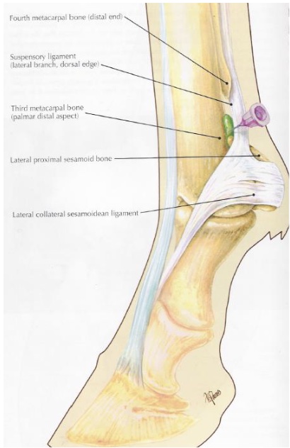 <p>what is desensitized in metacarpo(tarso)phalangeal joint</p>