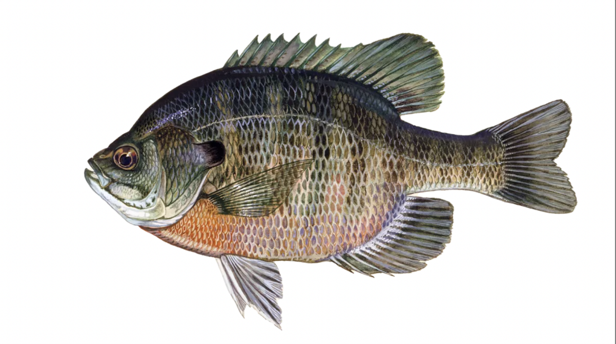 <p>Blue Gill Sunfish <strong>Family</strong></p>