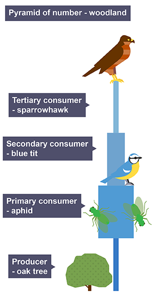 <p><span>Represents the number of organisms at each trophic level.</span></p>