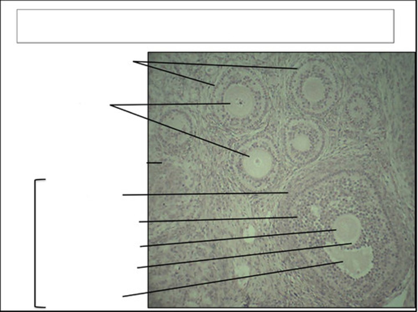 <p>identify this organ</p>