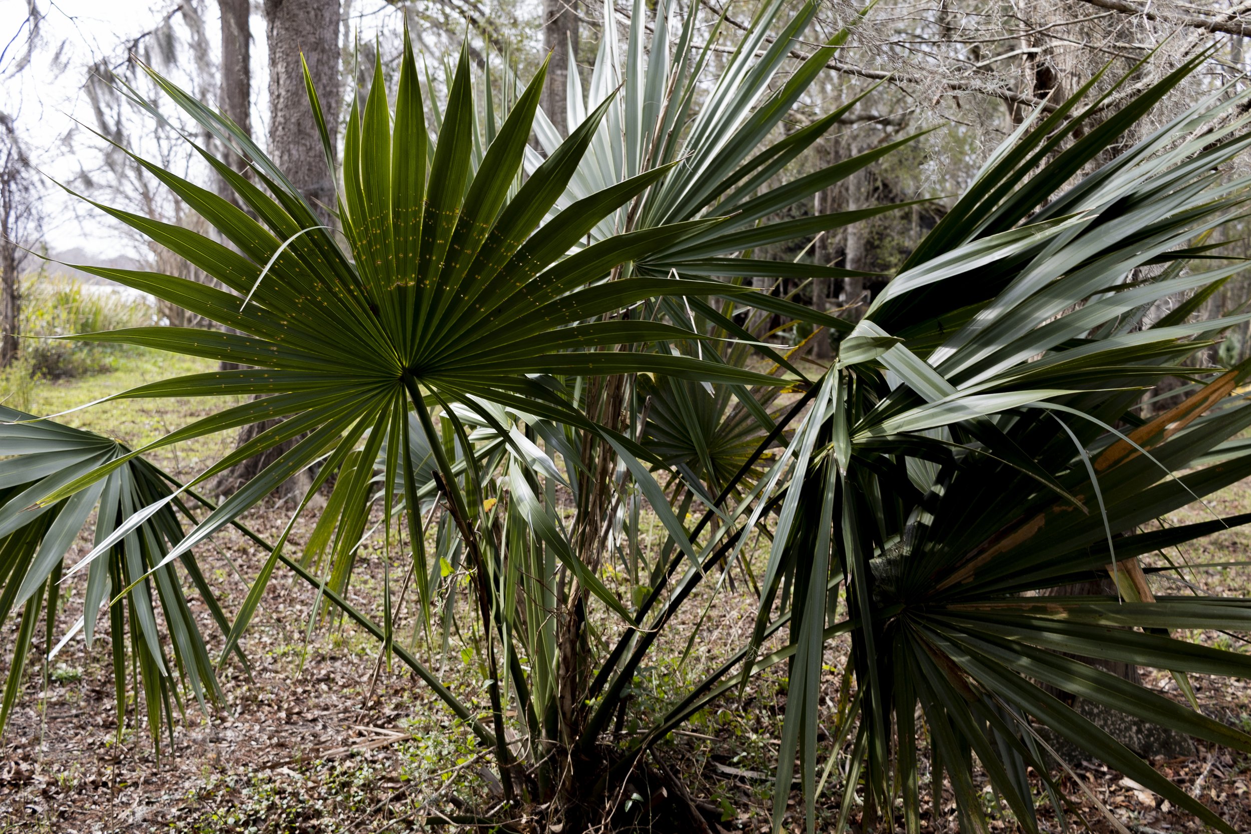 <p>palm, basal stem underground, parrallel veined, low flatwoods</p>