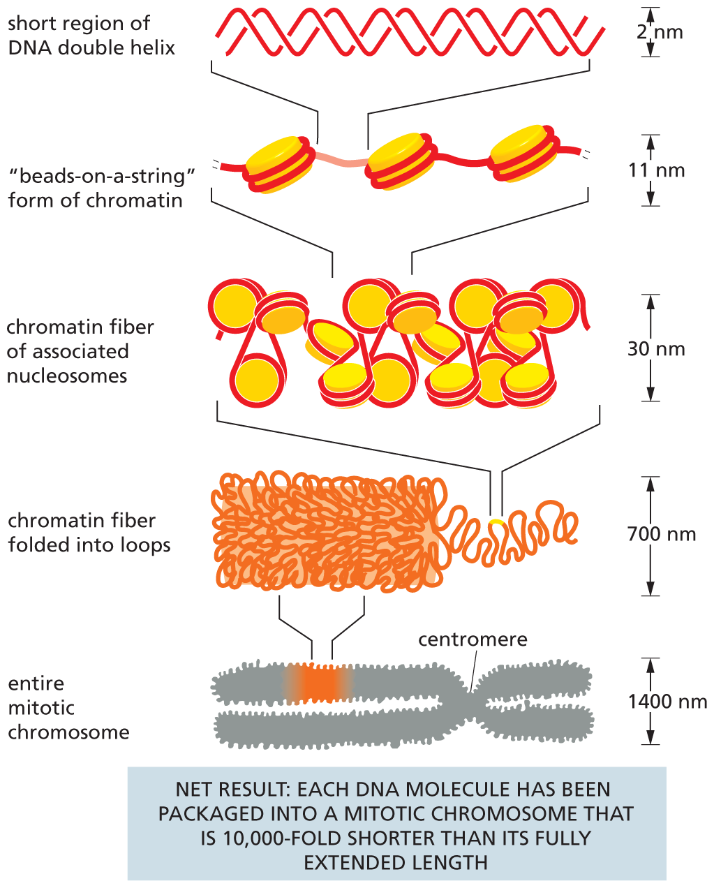 <p>The 1st step of DNA condensation involves wrapping DNA around nucleosomes, which are made up of histones </p>