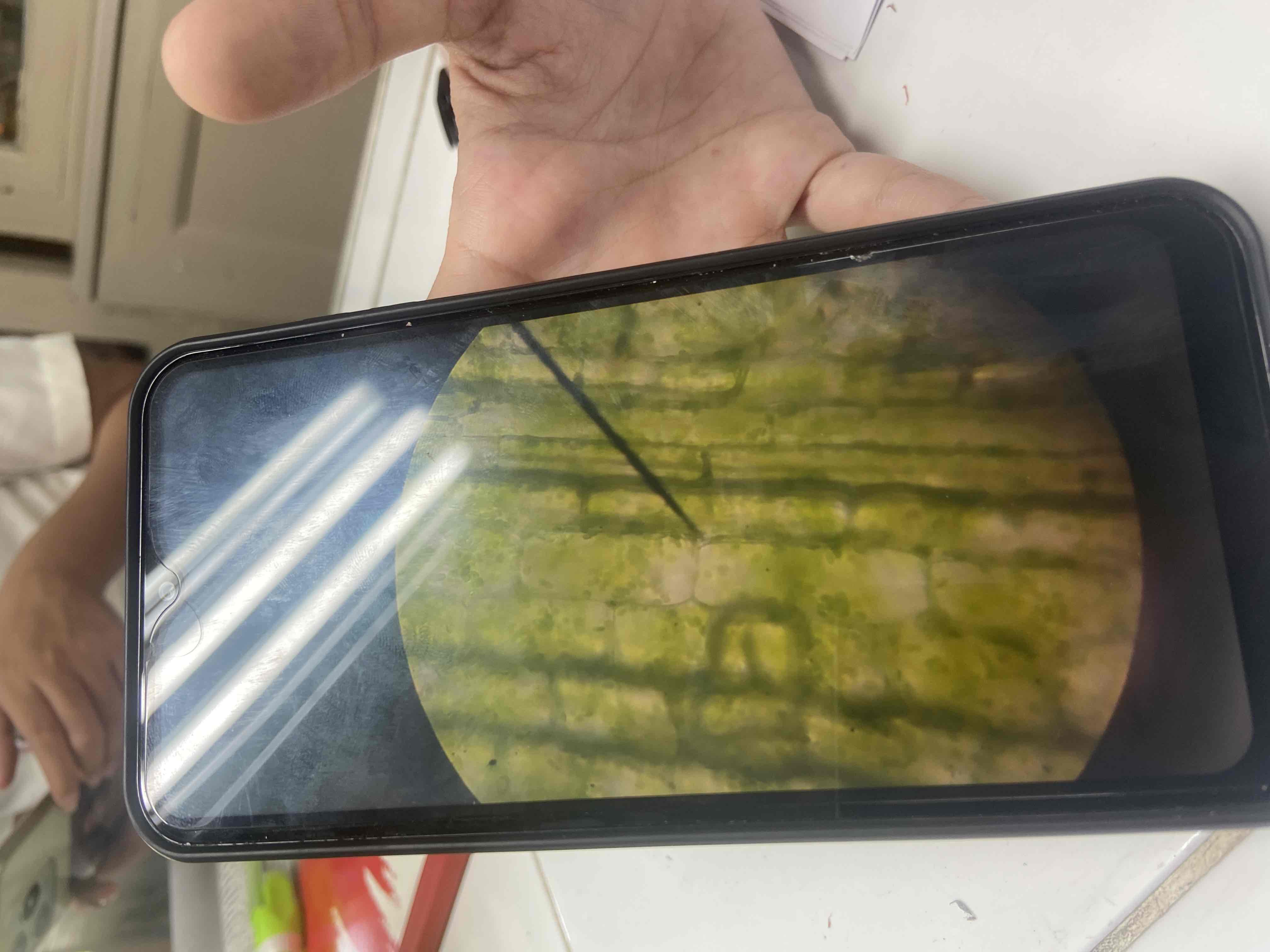 <p>The movement of cytoplasm and organelles within a cell, observed in Hydrilla.</p>