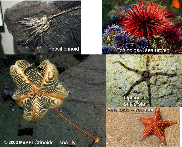 <p>Echinoderms</p><ul><li><p>“Spiny skins”</p></li><li><p>Pentameral (five-fold) symmetry</p></li><li><p>Sea stars, sea urchins, sand dollars, sea cucumbers, sea lilies</p></li></ul><p></p>