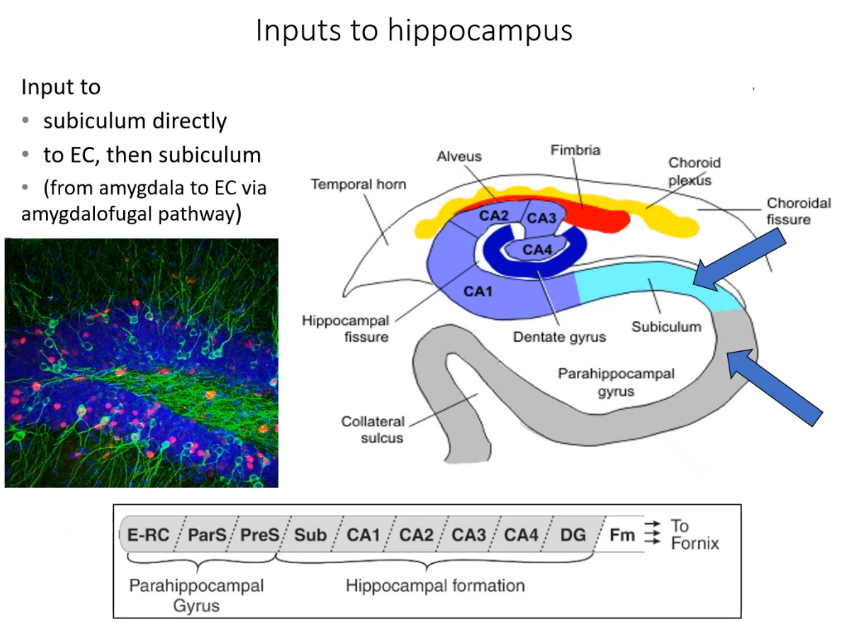 <p>input to hippocampus can either go to _____ directly or through _____ ____ then subiculum, </p>