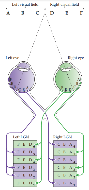 <p>contralateral LGN layers</p>