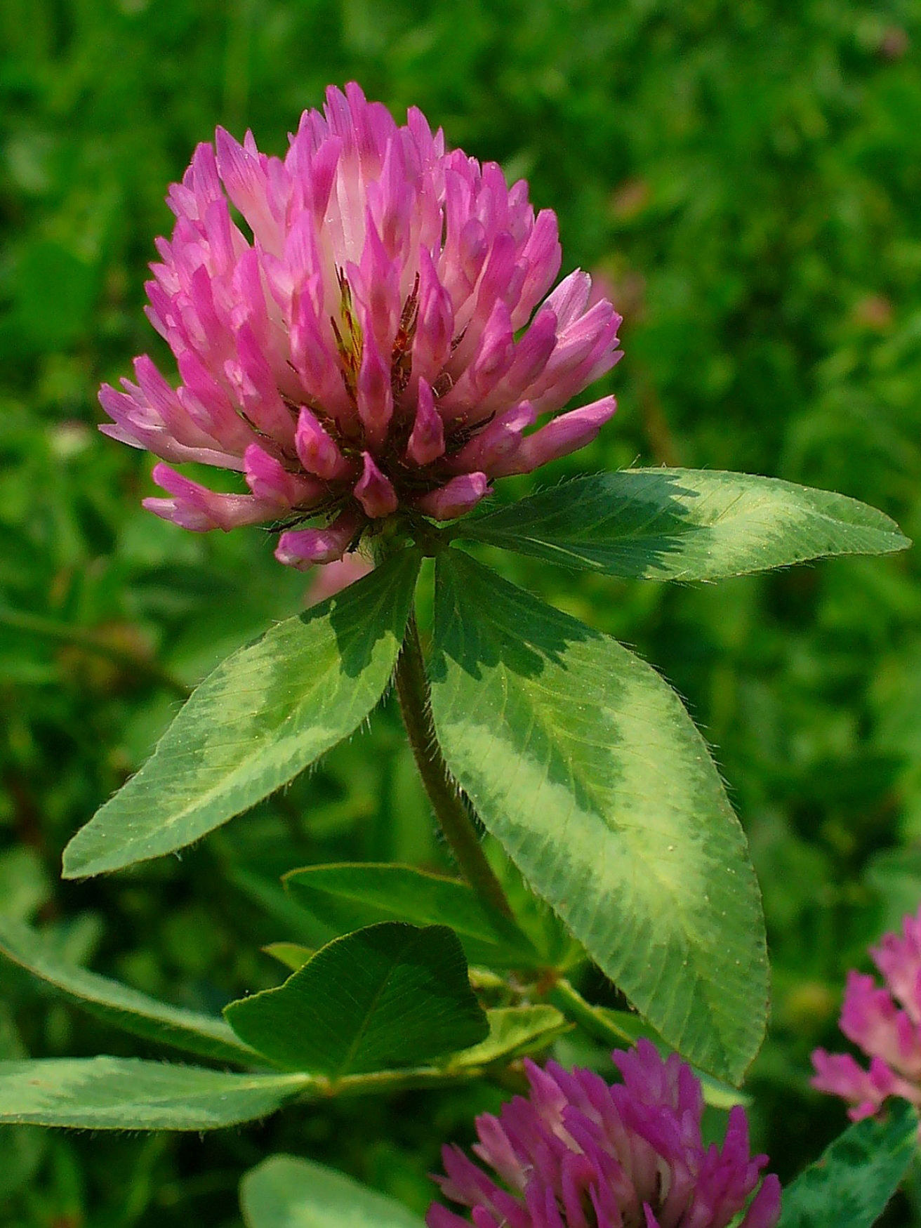 Family: Fabaceae

SN: Trifolium pratense