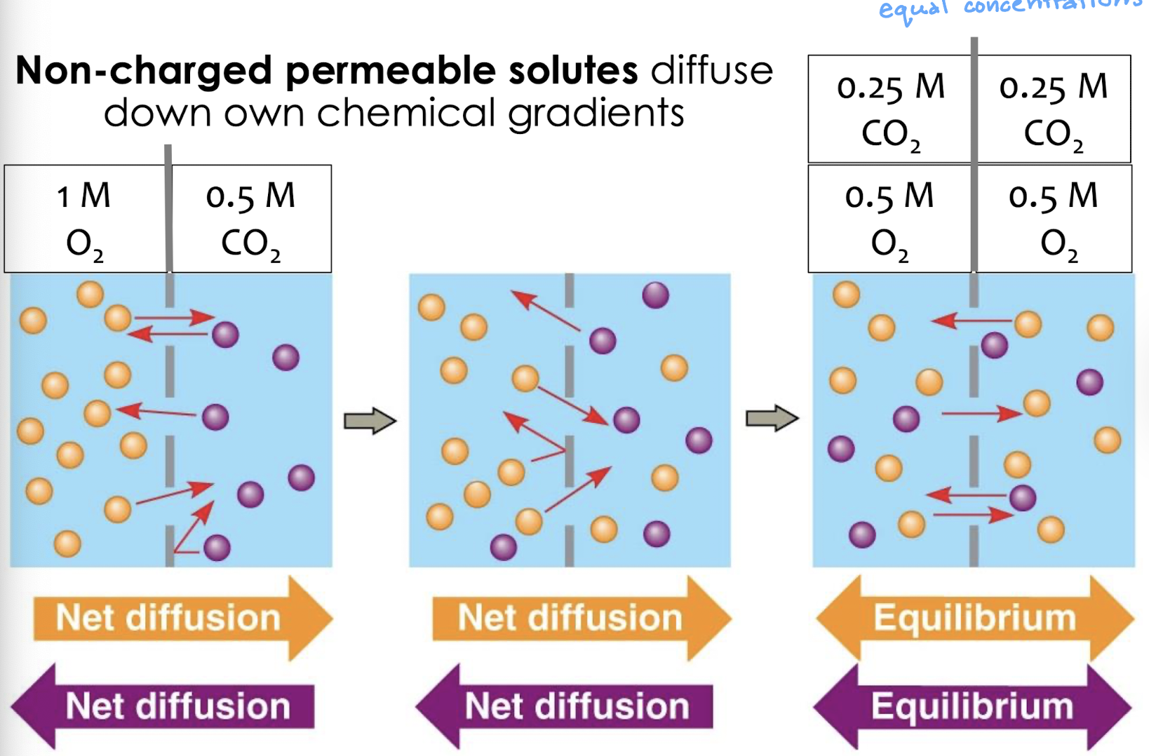 <p>non-charged permeable solutes diffuse down own chemical gradients</p>