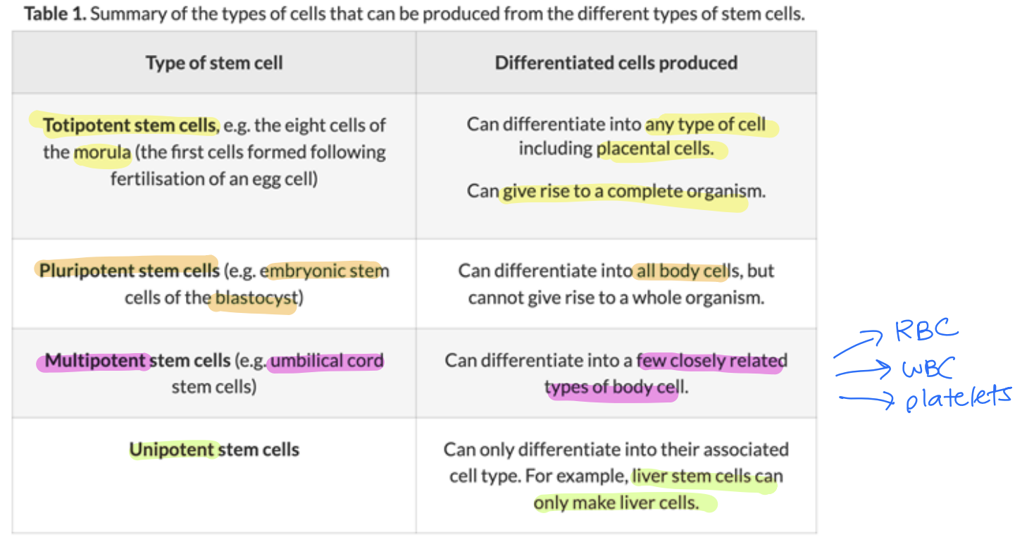 <p>Note that cells in early-stage animal embryos are <strong>totipotent</strong> but soon become <strong>pluripotent,</strong></p><p>whereas stem cells in adult tissue such as bone marrow are multipotent. [1]</p><div data-type="horizontalRule"><hr></div><p>Students should appreciate that cells in early-stage animal embryos are totipotent but soon become pluripotent, whereas stem cells in adult </p><p>tissue such as bone marrow are multipotent</p>