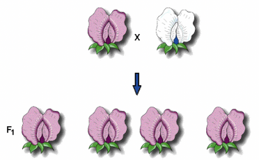 <p><span>The white coloring on these flowers is ____________&nbsp;phenotype.</span></p>