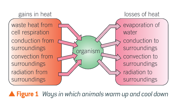 <p>Maintenance of a relatively constant core body temp. to maintain optimum enzyme activity </p>