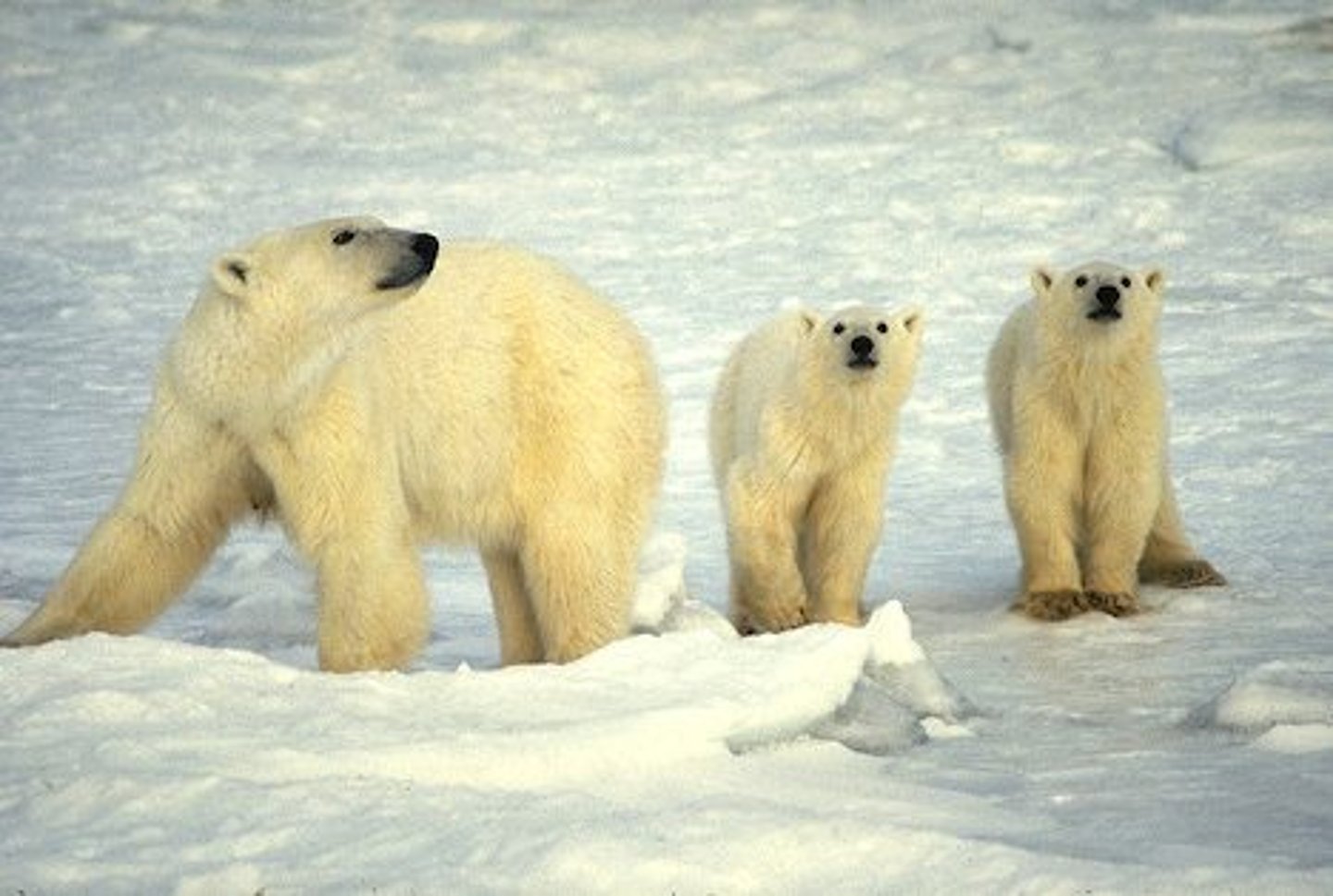 <p>At risk of becoming endangered</p>