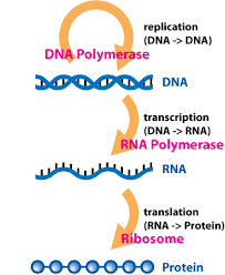<p>RNA is a copy of certain segments of DNA, which provides instructions for protein construction.</p>