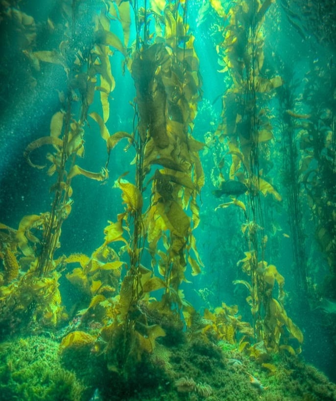 <p>водоросли </p>