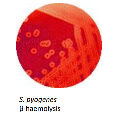 <p>clear zone where the bacteria has broken down the red blood cells/haemoglobin </p>