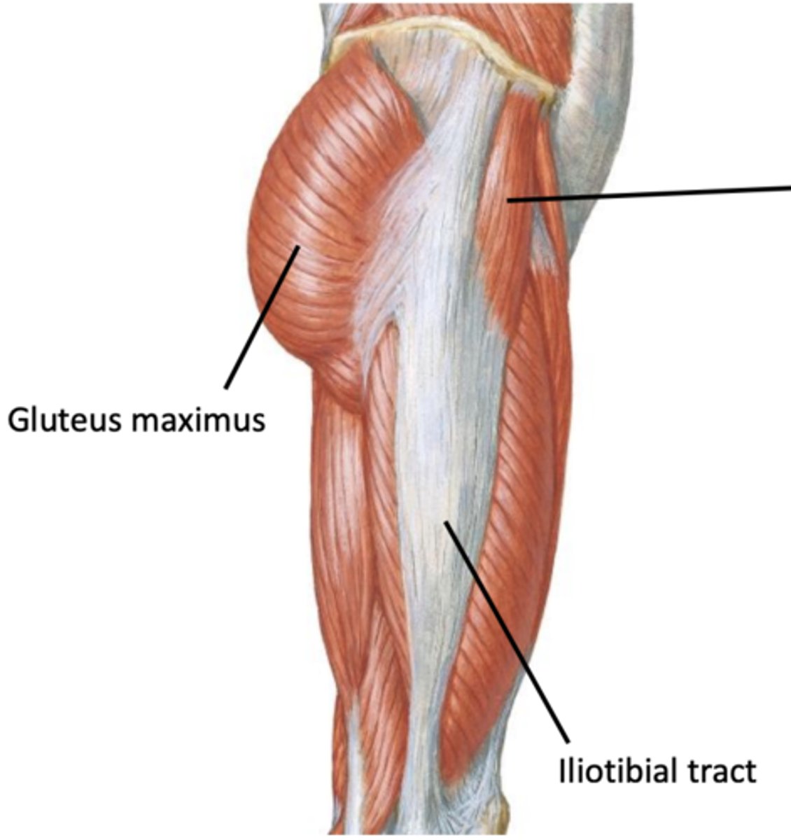 <p>Origin = iliac crest &amp; anterior iliac spine</p><p>Insertion = iliotibial tract</p><p>Action = flex the thigh, abduct the thigh, medial rotation </p><p>Innervation = superior gluteal nerve</p>