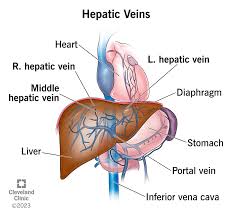 <p>referred to as hepatic portal vein; a system of blood vessels that carry deoxygenated blood from the liver to the inferior vena cava; broken down into right, middle and left hepatic veins</p>