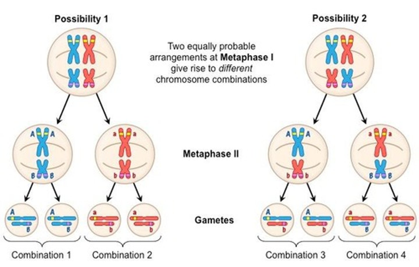 <p>The random alignment of homologous pairs at the equator, leading to a large number of possible combinations in daughter cells.</p>