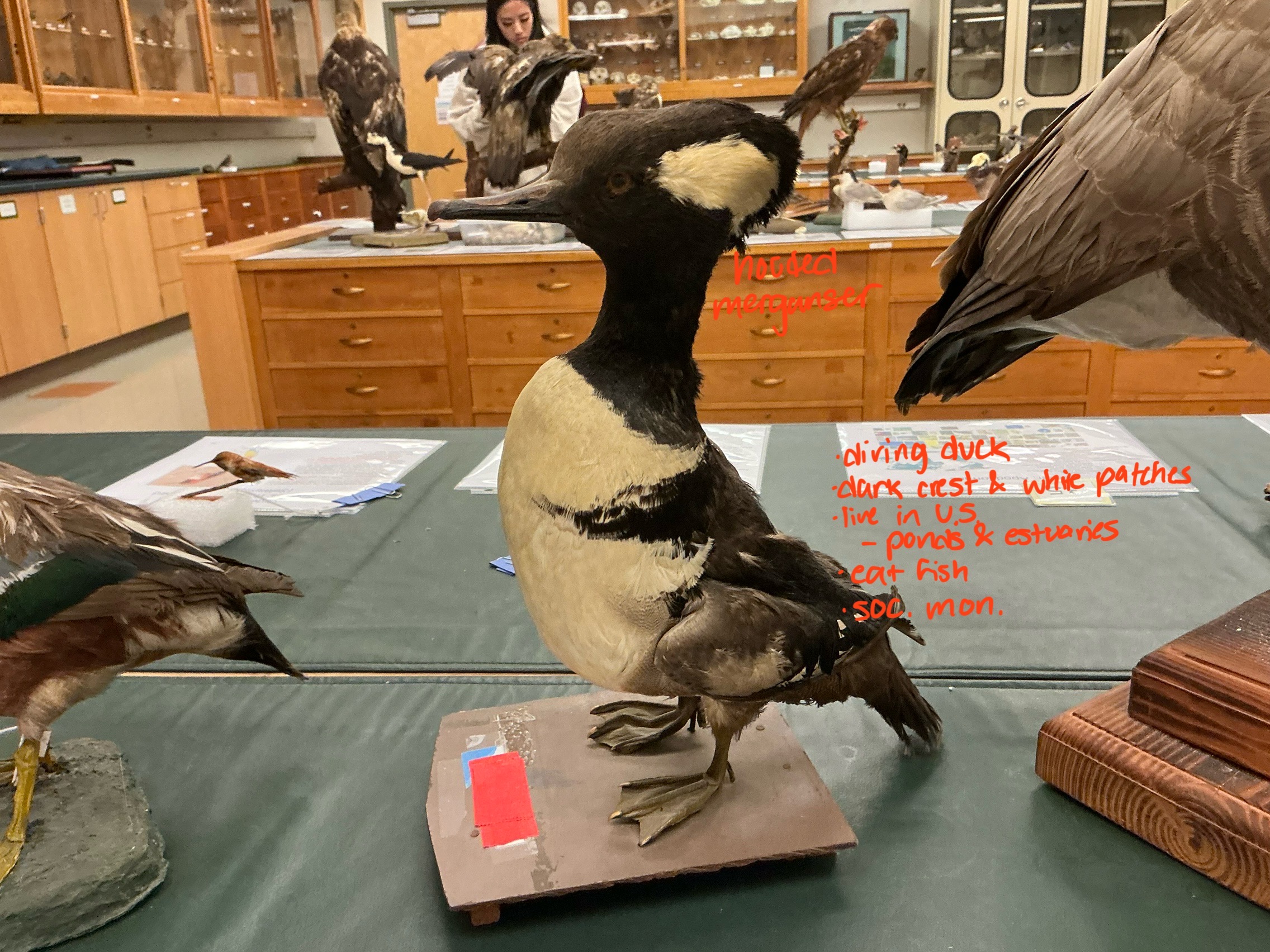 <p>Unique about Hooded Merganser? Habitat? Diet?</p>