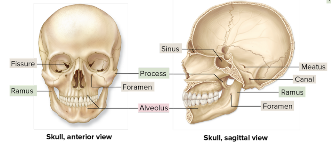 <p>sinus</p>