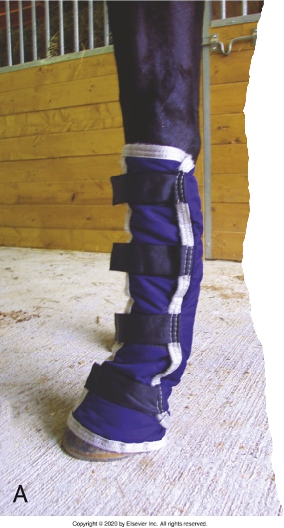 <ul><li><p>Subjected to sudden stops, starts, and turns. Thrown off balance and slip or step on themselves</p></li><li><p><span>Some kick during transport or struggle when loading</span></p></li><li><p><span>Proper protection should at minimum cover the lower leg completely</span></p></li><li><p><span>Commercially shipping wraps available</span></p></li></ul><p></p>