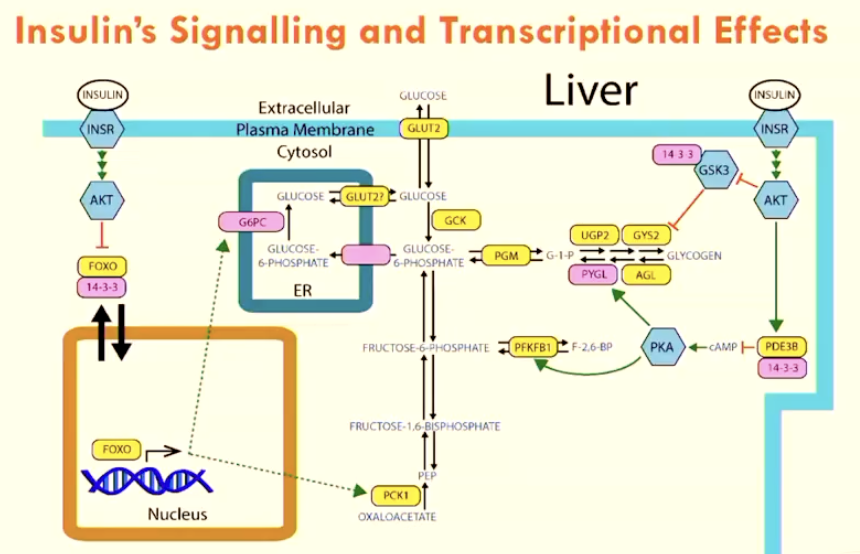 <p>Insulin activates AKT </p><p>→ triggers FOXO to go into cytoplasm</p><p>OR → activates PDE38</p><p></p>