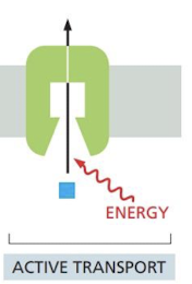 <p>Movement of solute <strong>against</strong> its concentration or electrochemical gradient using energy</p>