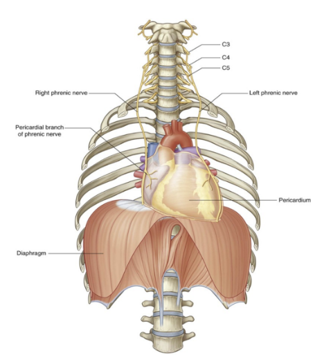 <ul><li><p>Motor innervation</p><ul><li><p>2 phrenic nerves that originate as branches of the cervical plexus in the neck </p><ul><li><p>Arise from the anterior rami of cervical nerves C3, C4, and C5 (most important = C4)</p></li></ul></li><li><p>They descent vertically through the neck, superior thoracic aperture, &amp; mediastinum </p><ul><li><p>such high origin of nerves is due to embryological development</p></li><li><p>Any injury below the interested segments will not affect the diaphragm </p></li></ul></li></ul></li><li><p>Sensory innervation —</p><ul><li><p>Pain &amp; proprioception at the central tendinous part is innervated by the phrenic nerves while the periphery muscular portions are innervated by 6th to 11th intercostal nerves</p></li></ul></li></ul>
