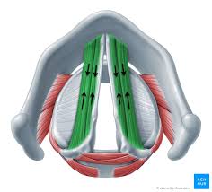 <p>What muscle is this? </p>